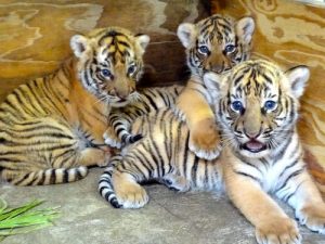 Malayan Tiger Cubs