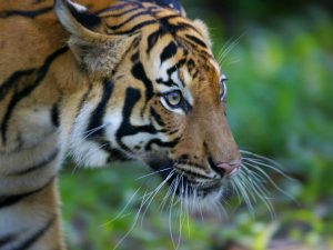 Malayan Tiger Face