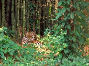 Malayan Tiger Habitat