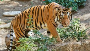 Malayan Tiger Images