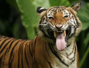 Malayan Tiger Pictures