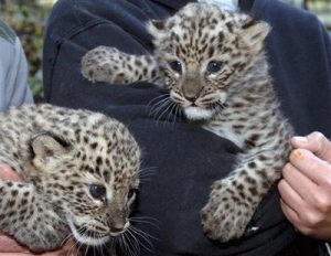 Persian Leopard Cubs