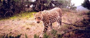 Persian Leopard Habitat