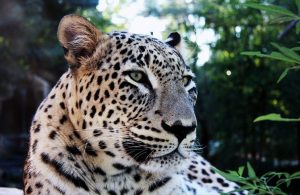 Persian Leopard Images