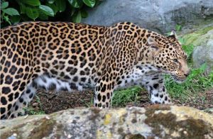Persian Leopard Pictures