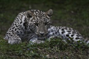 Persian Leopard Wallpaper