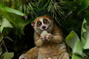 Pygmy Slow Loris