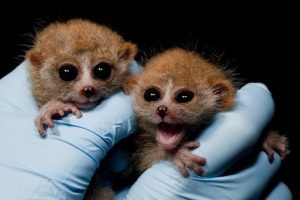 Pygmy Slow Loris Babies