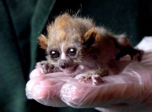 Pygmy Slow Loris Baby