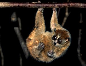 Pygmy Slow Loris Images