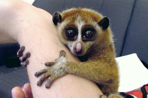 Pygmy Slow Loris Pet