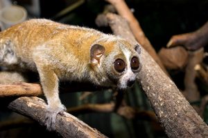 Pygmy Slow Loris Pictures