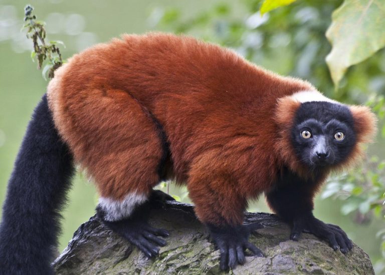 red ruffed lemur stuffed animal