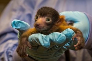 Red Ruffed Lemur Baby