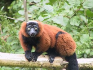 Red Ruffed Lemur Habitat