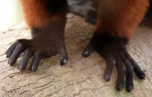 Red Ruffed Lemur Hands