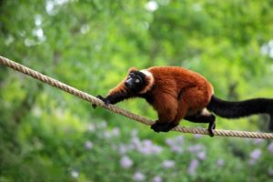 Red Ruffed Lemur Images