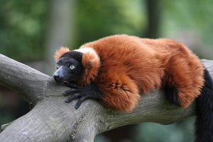 Red Ruffed Lemur Photos