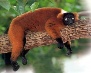 Red Ruffed Lemur Pictures