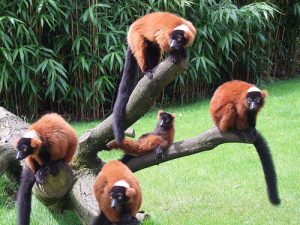 Red Ruffed Lemurs