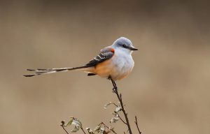 Scissor-Tailed Flycatcher