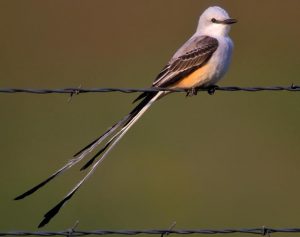 Scissor Tailed Flycatcher