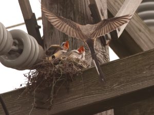 Scissor Tailed Flycatcher Babies