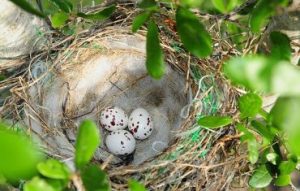 Scissor Tailed Flycatcher Eggs