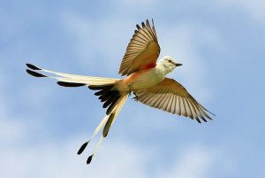 Scissor Tailed Flycatcher in Flight