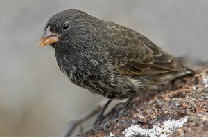 Vampire Finch