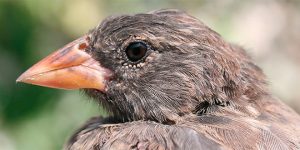 Vampire Finch Beak