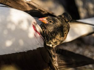 Vampire Finch Bird