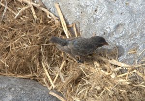 Vampire Finch Nesting