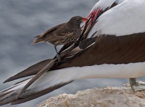 Vampire Finch Pictures