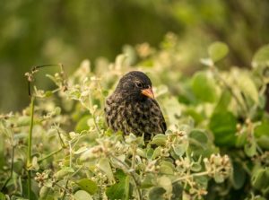 Vampire Finch Size