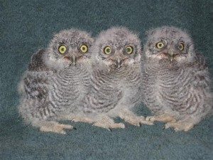 Babies Western Screech Owl