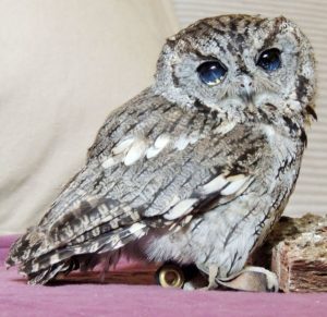 Blind Western Screech Owl