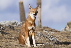 Ethiopian Wolf