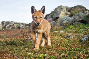 Ethiopian Wolf Cubs