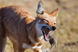 Ethiopian Wolf Hunting