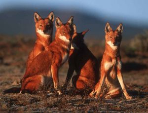 Ethiopian Wolf Images