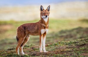 Ethiopian Wolf Pictures