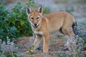 Ethiopian Wolf Pups