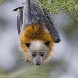 Grey Headed Flying Fox