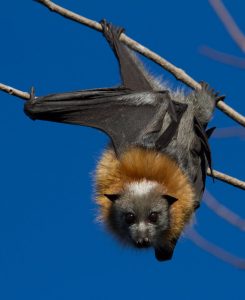 Grey Headed Flying Fox Bat