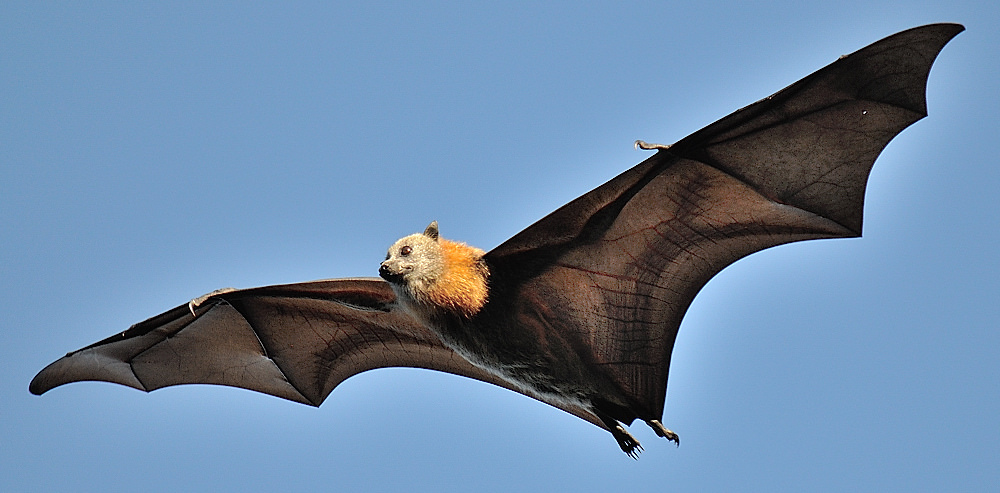 Grey Headed Flying Fox Facts Diet Habitat Images Video