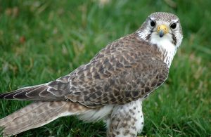 Prairie Falcon