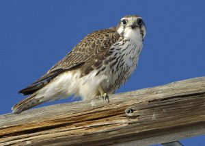 Prairie Falcon Bird