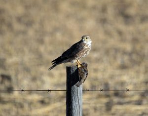 Prairie Falcon Hunting