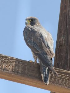 Prairie Falcon Tail